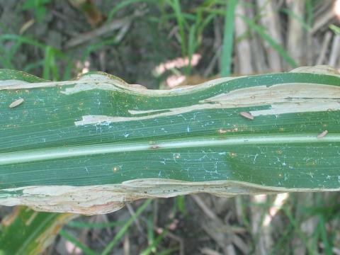 Limaces