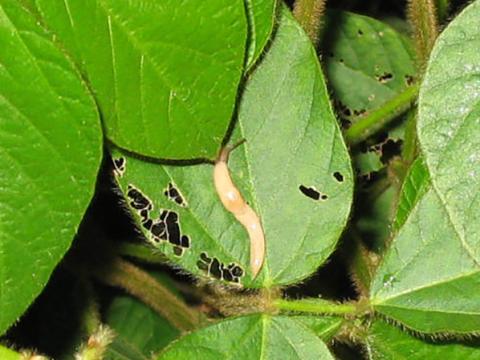 Limaces